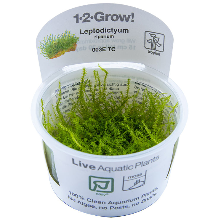 Tropica Leptodictyum riparium (Easy, Moss) 1-2-Grow!