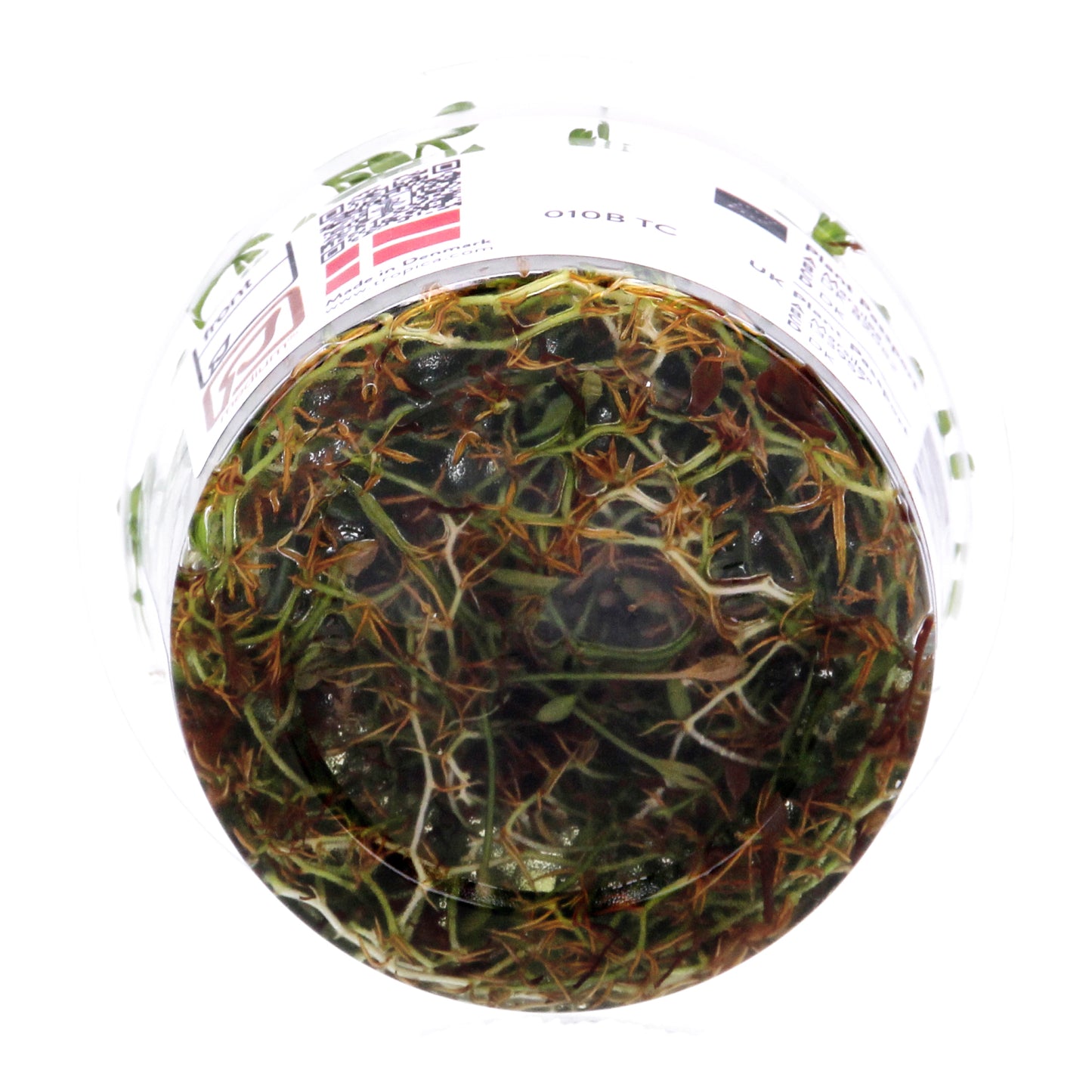 Tropica Marsilea minuta (Carpet Plant) 1-2-Grow!