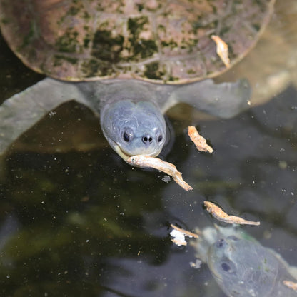 JBL Proterra Pescarus Turtle Food