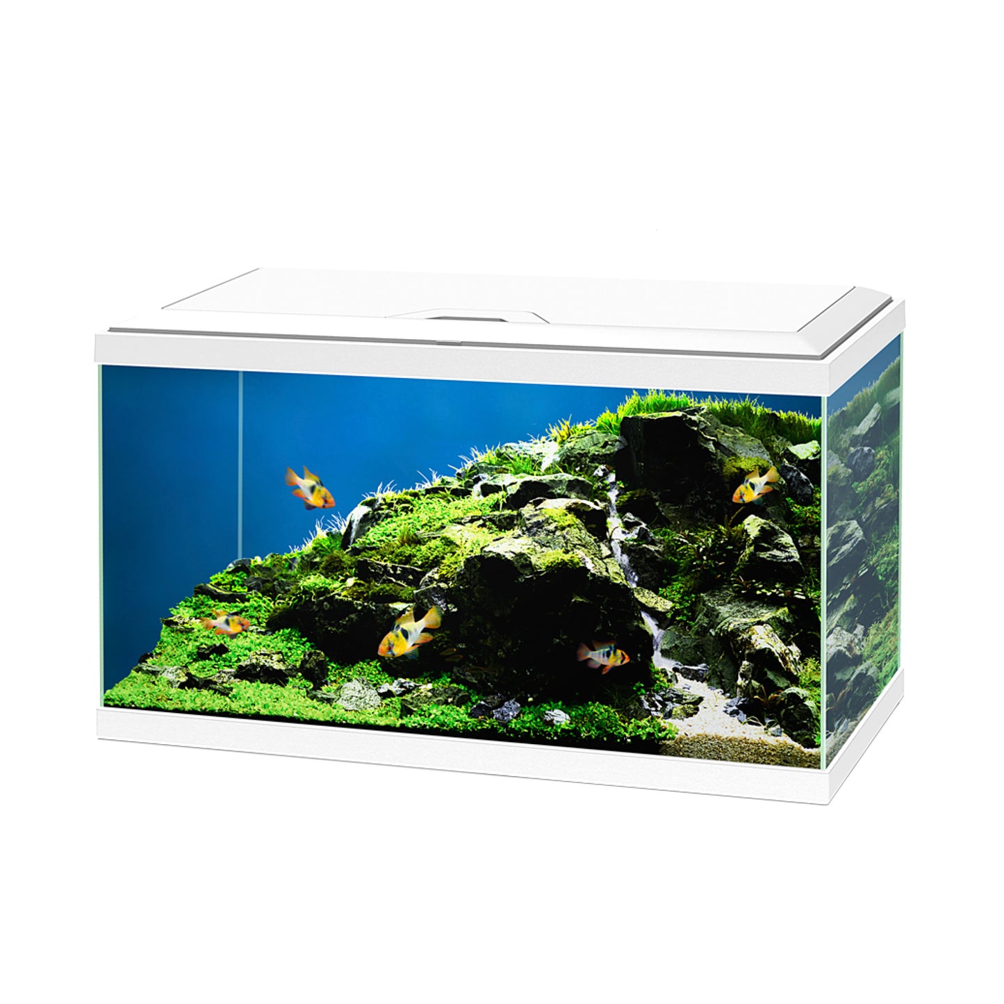 Ciano Aqua 60 Aquarium - with CBIO 150 Filter