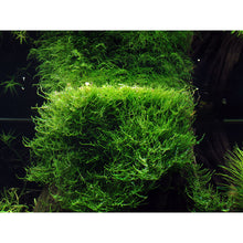 Tropica Taxiphyllum barbieri 'Bogor Moss' (Easy, Moss) 1-2-Grow!