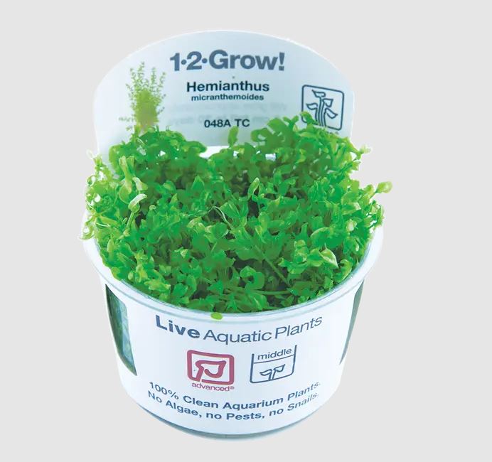 Tropica Hemianthus Micranthemoides Aquarium Live Plant