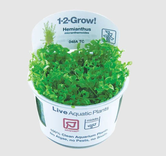 Tropica Hemianthus Micranthemoides Aquarium Live Plant
