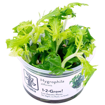 Hygrophila difformis Aquarium Fish Tank Live Plant