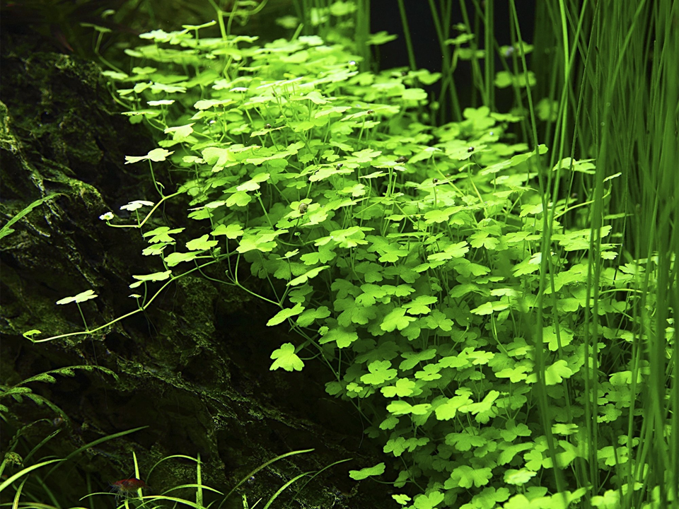 Tropica Hydrocotyle Tripartita Aquarium Live Plant