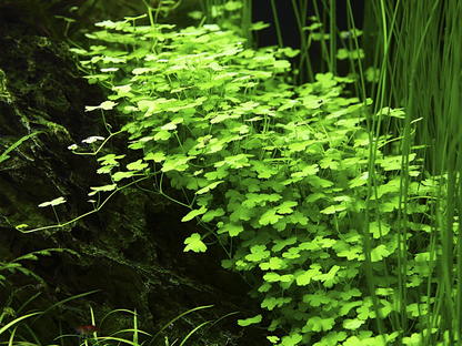 Tropica Hydrocotyle Tripartita Aquarium Live Plant