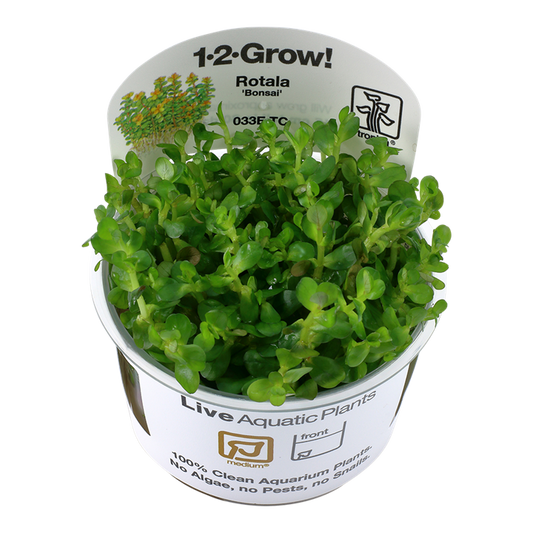 Rotala indica 'Bonsai' (Medium, Middleground) 1-2-Grow! (NEW)