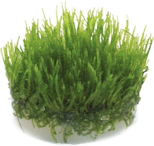 Aquafleur Easy Grow 113 Taxiphyllum sp. Spiky Aquarium Live Plant