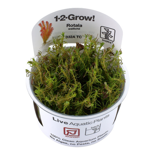 Tropica Rotala wallichii (Advanced, Background) 1-2-Grow!