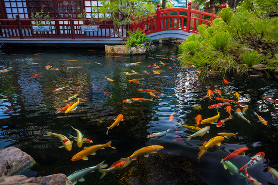 Pond Food