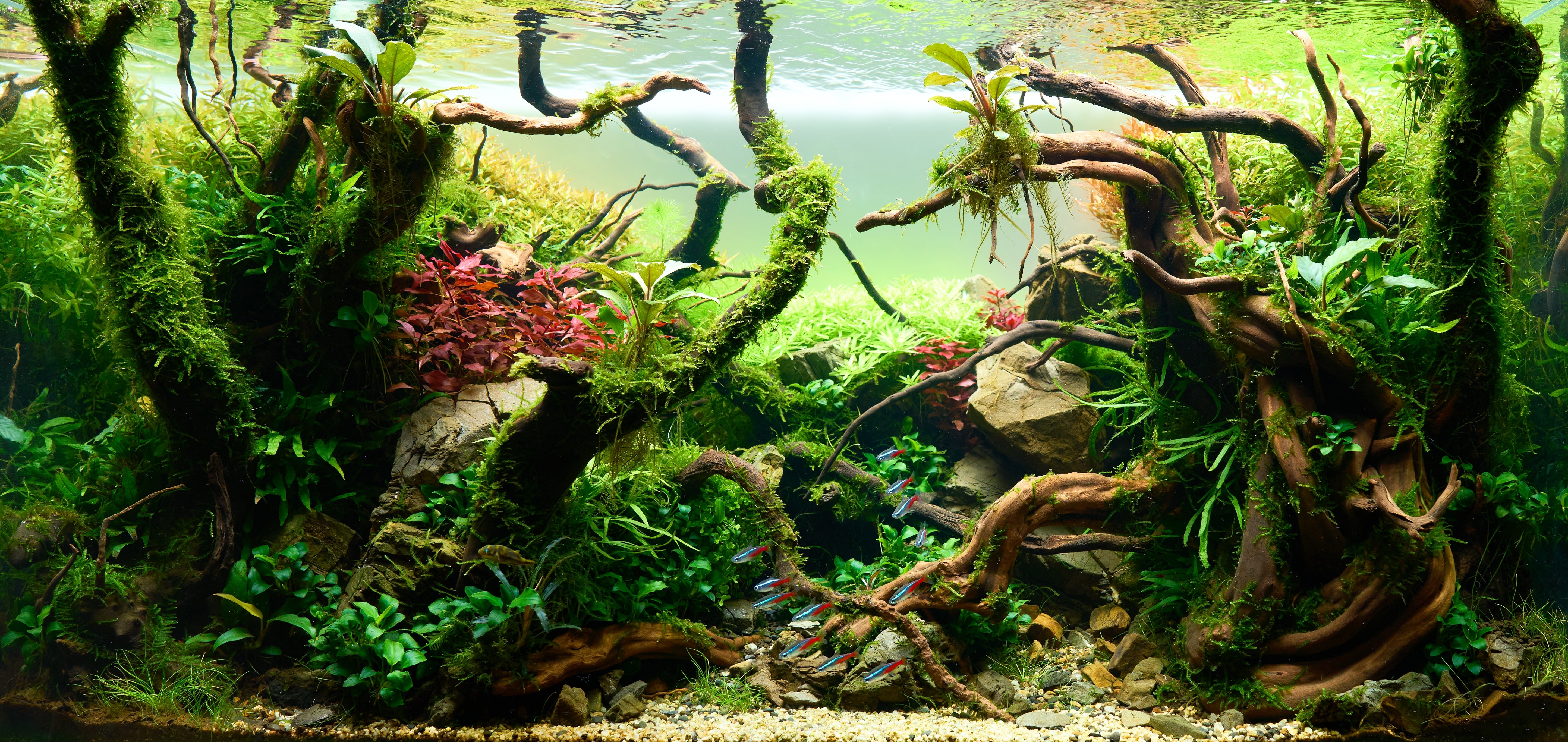 Aquacadabra aquarium hotsell