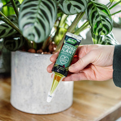 Westland Houseplant Droplet Feeder 40ml 