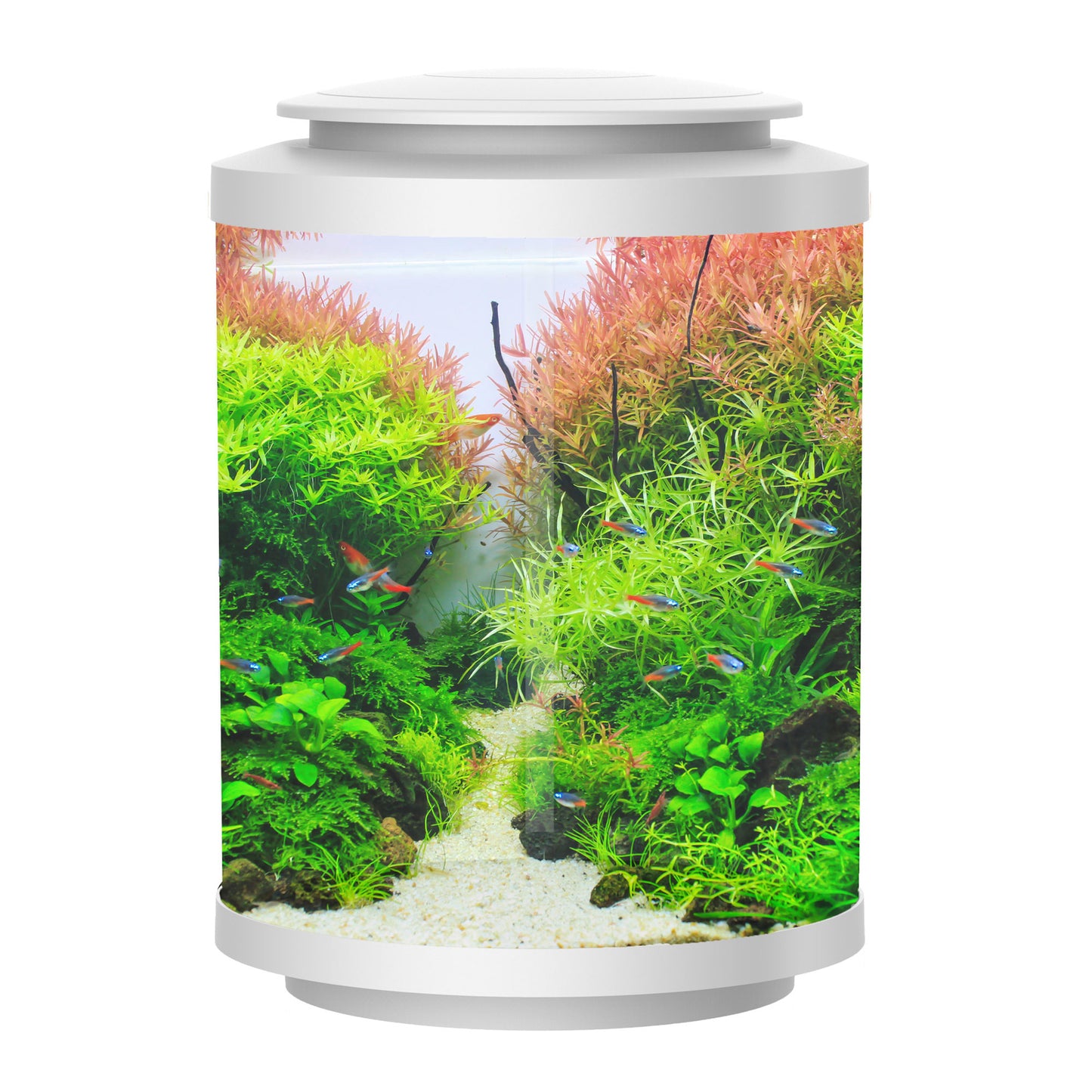 Betta Choice Cylinder Aquarium 15L