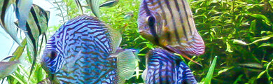 Aquariums & Fish Tanks