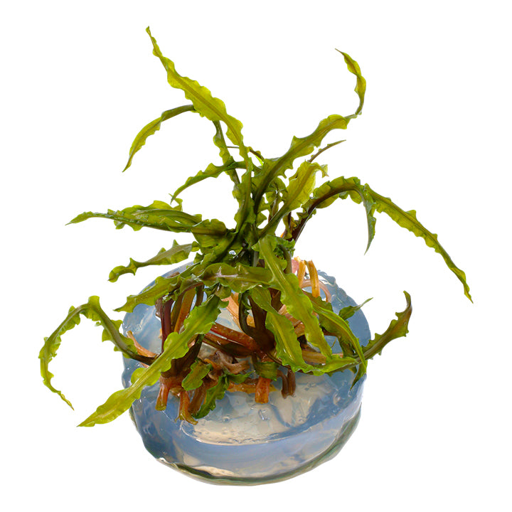 Tropica 1-2 Grow Cryptocoryne Crispatula Aquarium Plant