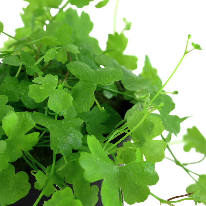 Tropica Hydrocotyle Tripartita Aquarium Live Plant