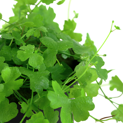 Tropica Hydrocotyle Tripartita Aquarium Live Plant