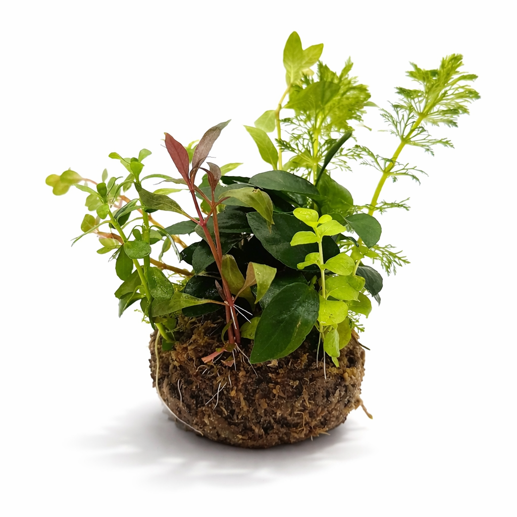 BioArt Drop 285 Black Nano Garden LED Plant Terrarium Dome