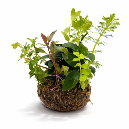 BioArt Drop 285 Black Nano Garden LED Plant Terrarium Dome