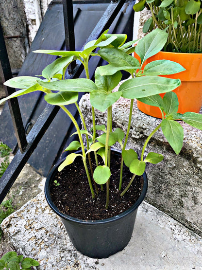 Velda Peat Free Pond Planting Soil