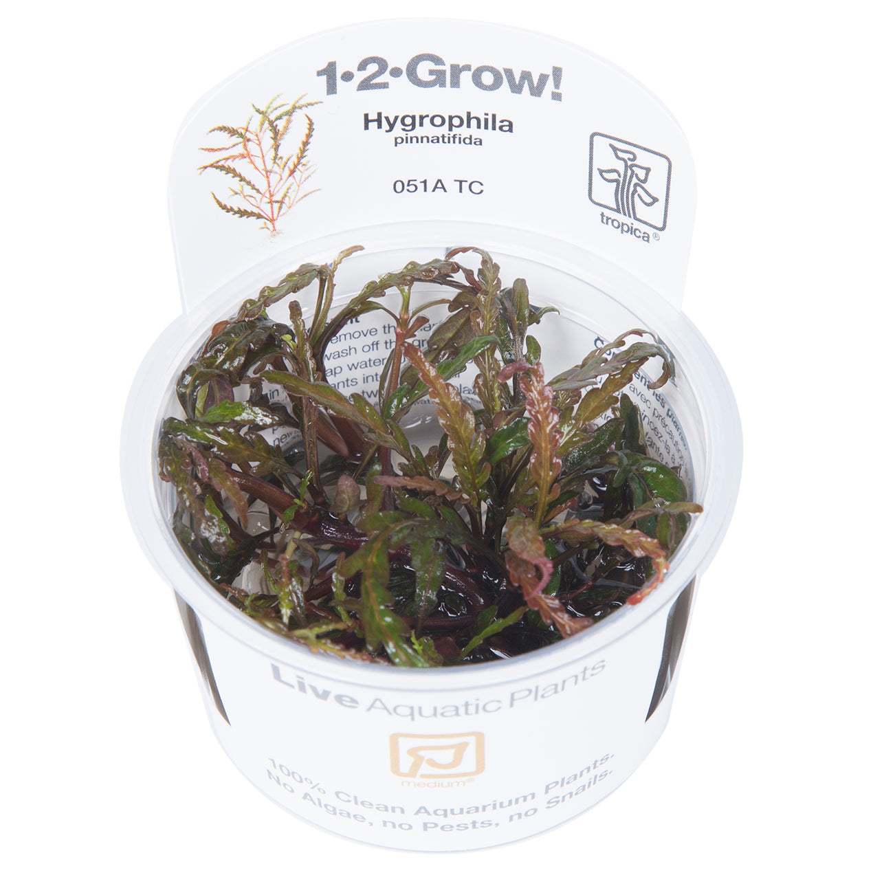 Tropica Hygrophila pinnatifida (Medium, Middleground) 1-2-Grow!