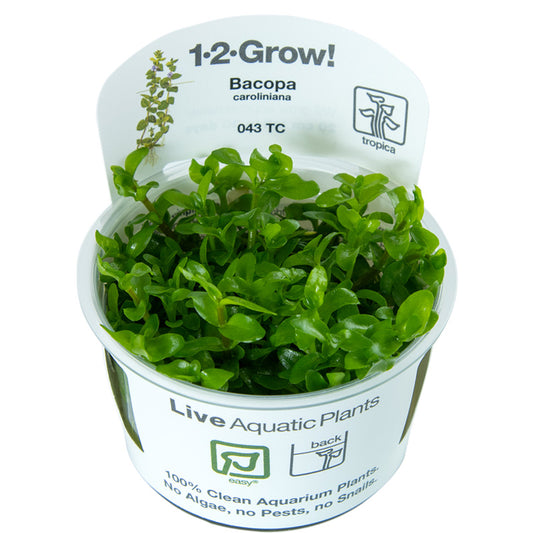 Tropica Bacopa caroliniana (Easy, Background) 1-2-Grow!