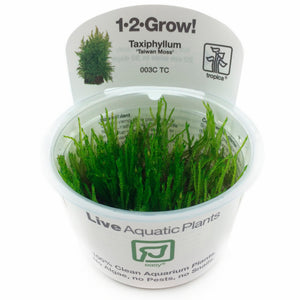 Tropica Taxiphyllum alternans 'Taiwan Moss' (Easy, Moss) 1-2-Grow!