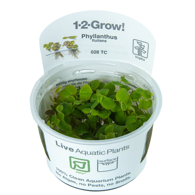 Tropica Phyllanthus fluitans (Easy, Floating) 1-2-Grow!