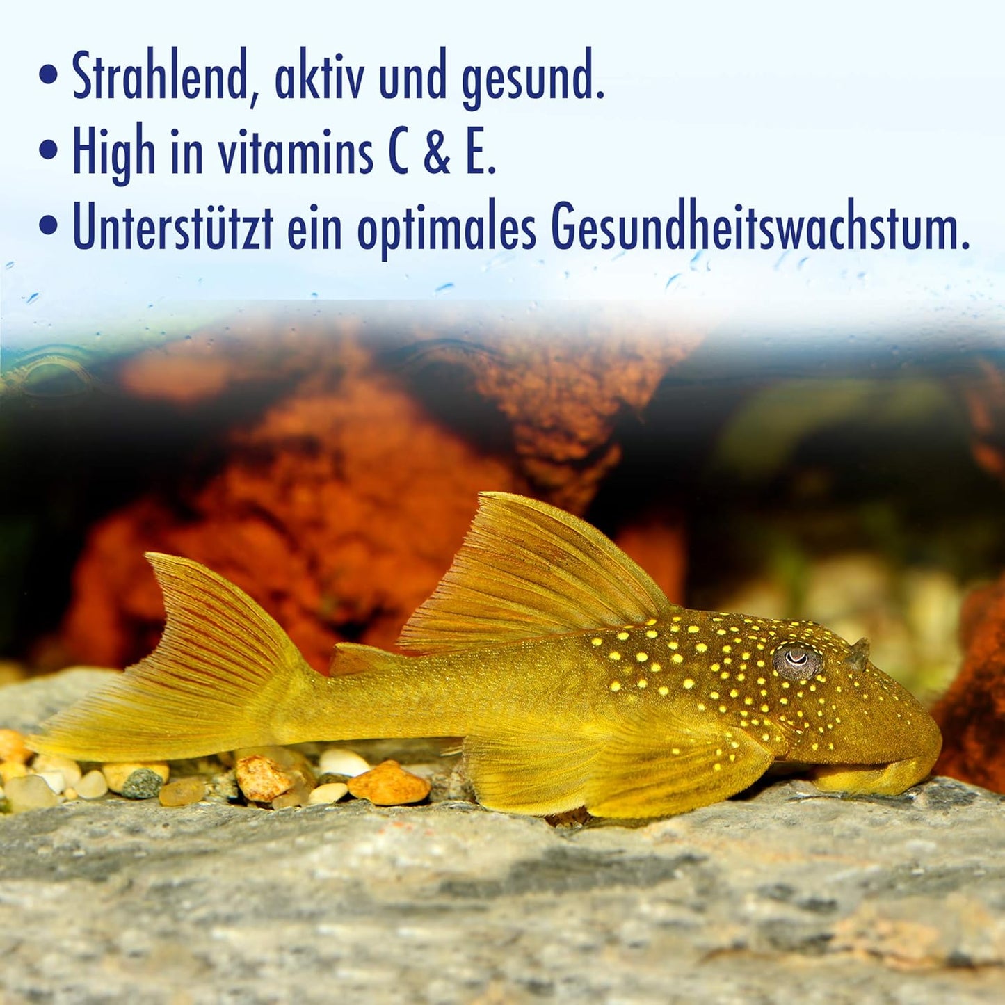 Aquarian Algae Wafer Bottom Feeding Fish