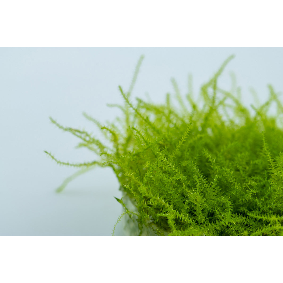 Tropica Leptodictyum riparium (Easy, Moss) 1-2-Grow!