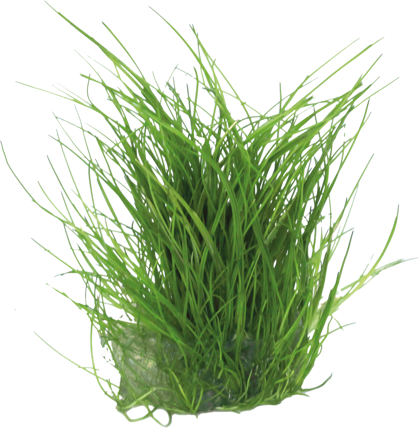 Aquafleur Easy Grow 39 Eleocharis Acicularis Live Plant