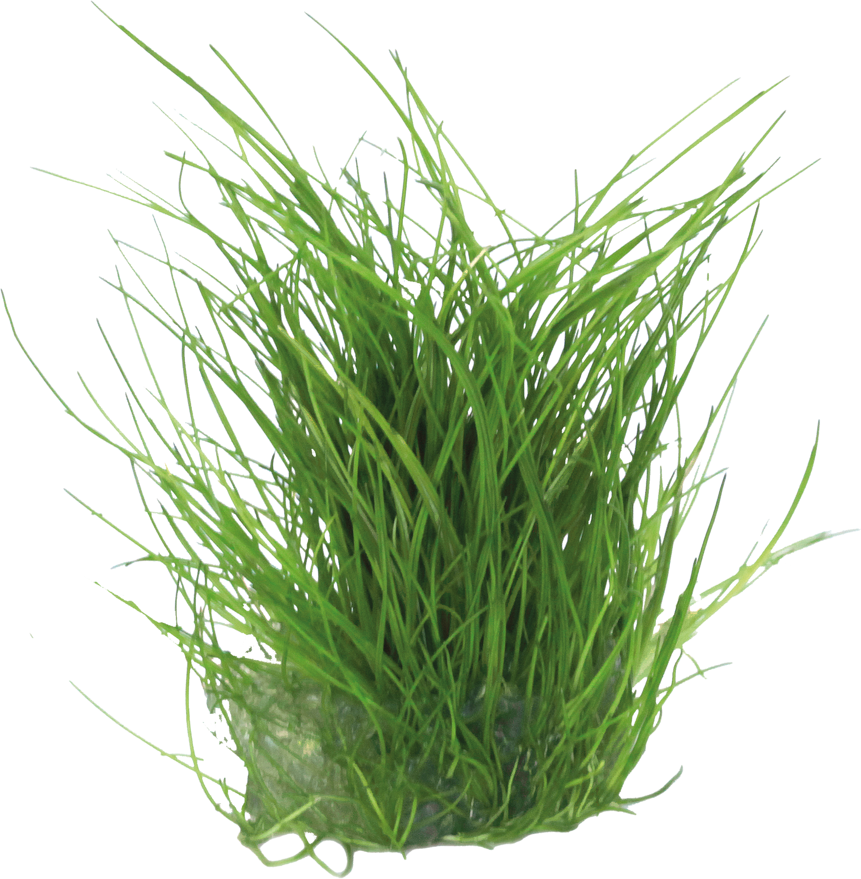 Aquafleur Easy Grow 39 Eleocharis Acicularis Live Plant