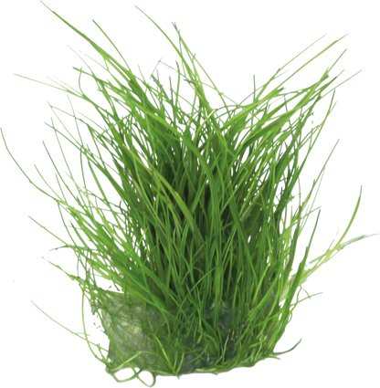 Aquafleur Easy Grow 39 Eleocharis Acicularis Live Plant