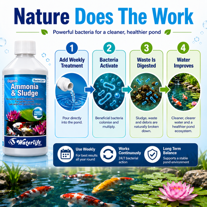 Waterlife BacterLife P Pond Bacteria Reducer (250ml/500ml/1L)