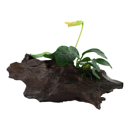 Tropica Anubias barteri var. nana (Easy, On Wood)