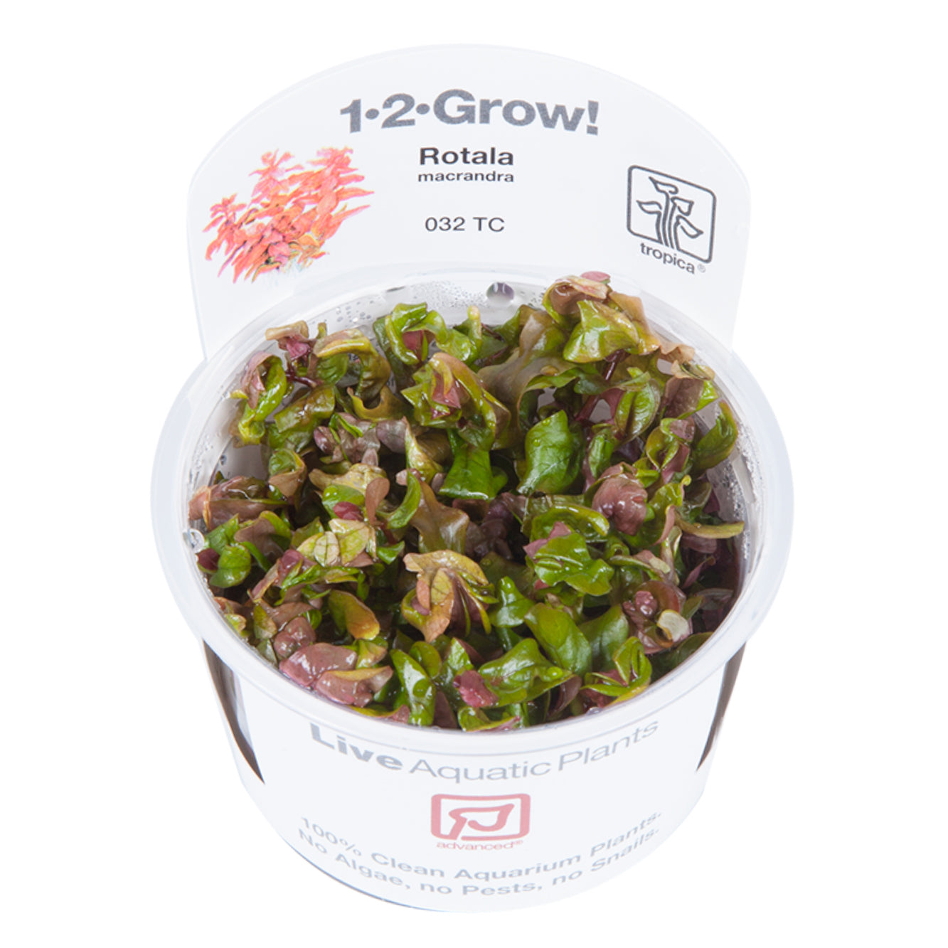 Tropica Rotala macrandra (Advanced, Red) 1-2-Grow!