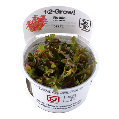 Tropica Rotala macrandra (Advanced, Red) 1-2-Grow!