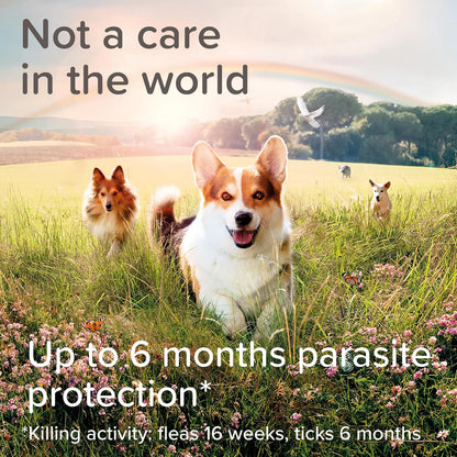 Beaphar Canishield Medicated Collar 4-6 Months up to 65cm