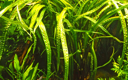 Tropica 1-2 Grow Cryptocoryne Crispatula Aquarium Plant