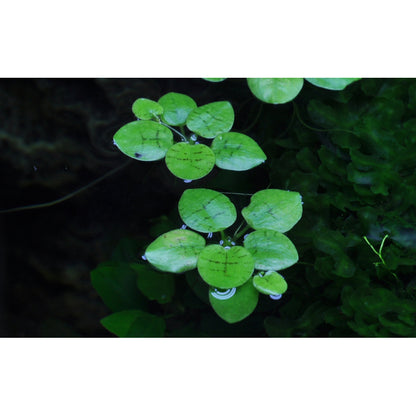 Tropica Limnobium laevigatum (Easy, Floating) 1-2-Grow!