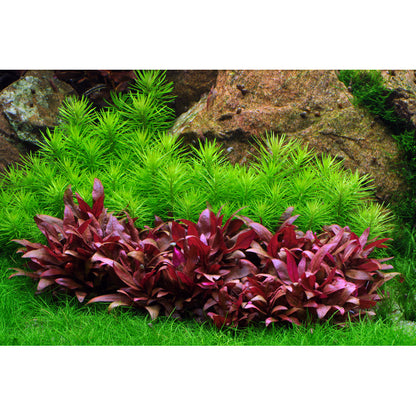 Tropica Pogostemon deccanensis (Medium, Middleground) 1-2-Grow!