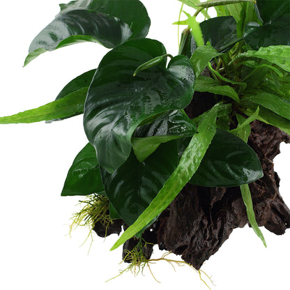 Tropica Microsorum - Anubias 'Duet' (Easy, On Wood)