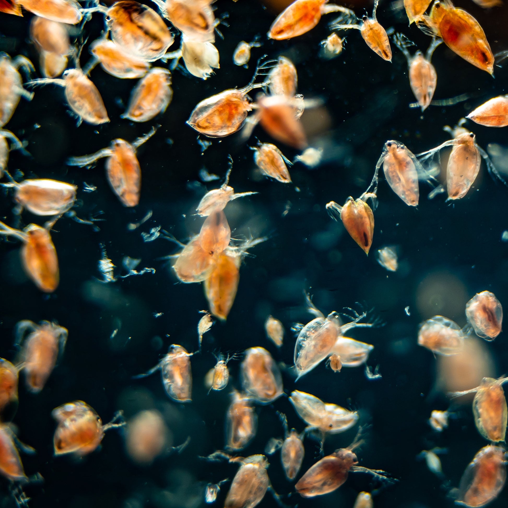 Aquarium Fish Daphnia Aquarium Live Food: Daphnia 140ml From