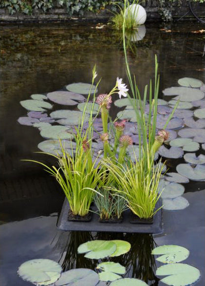 Velda Floating Plant Oasis