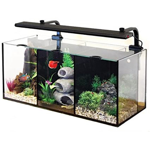 Betta fish best sale tank supplies