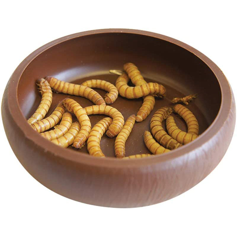 Komodo Mealworm Dish