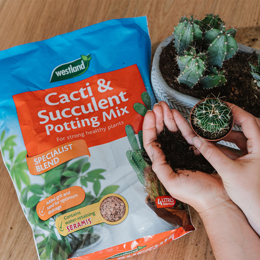 Westland Cacti & Succulent Potting Mix 4L