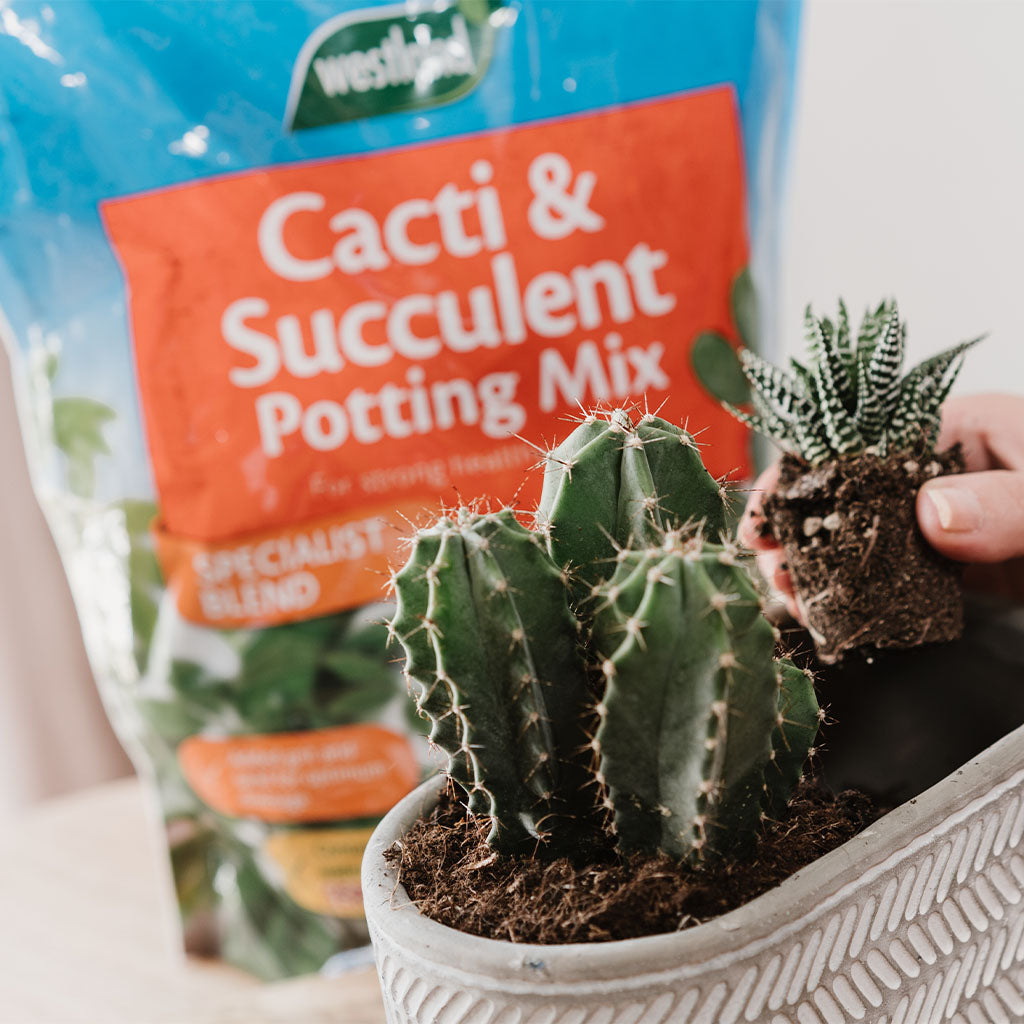 Westland Cacti & Succulent Potting Mix 4L