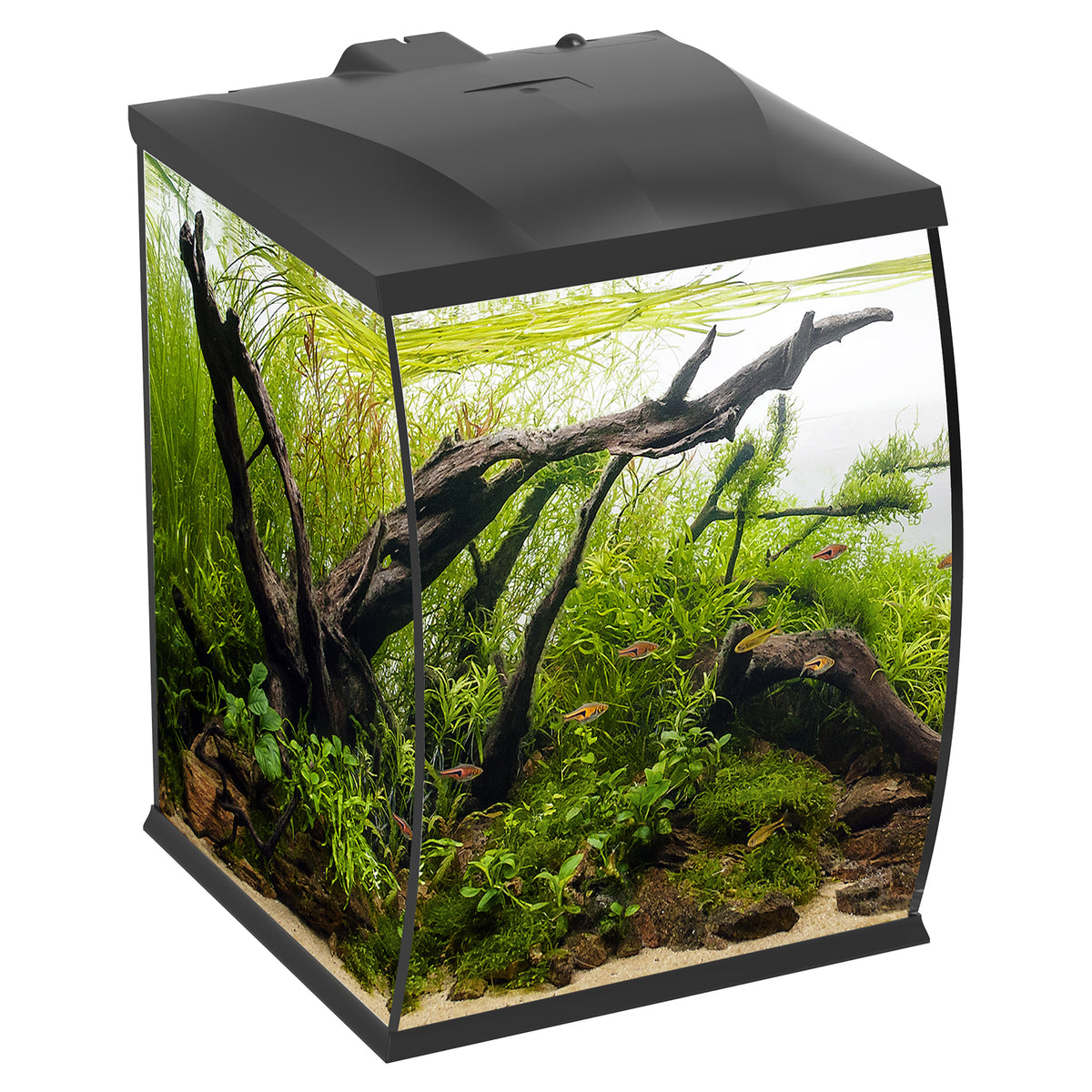 Betta Curve 35L Bow-Front Aquariums | from Aquacadabra