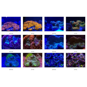 D-D Coral Colour Lens XL for Smartphones & Cameras